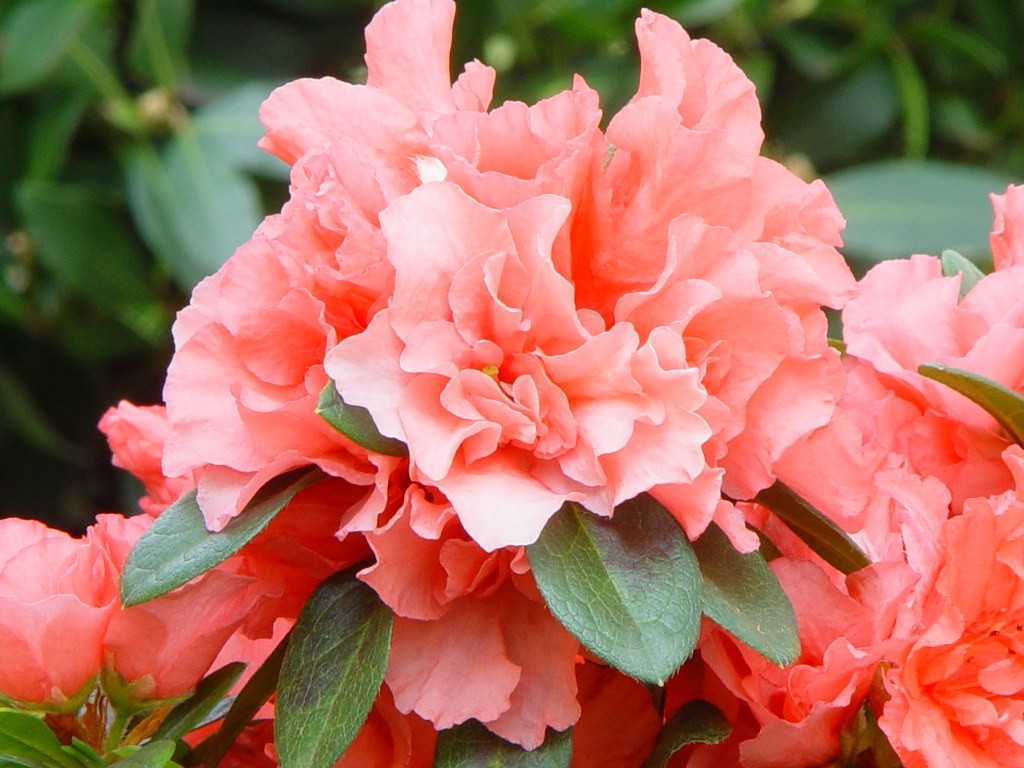 Azalea indica 'Nina'