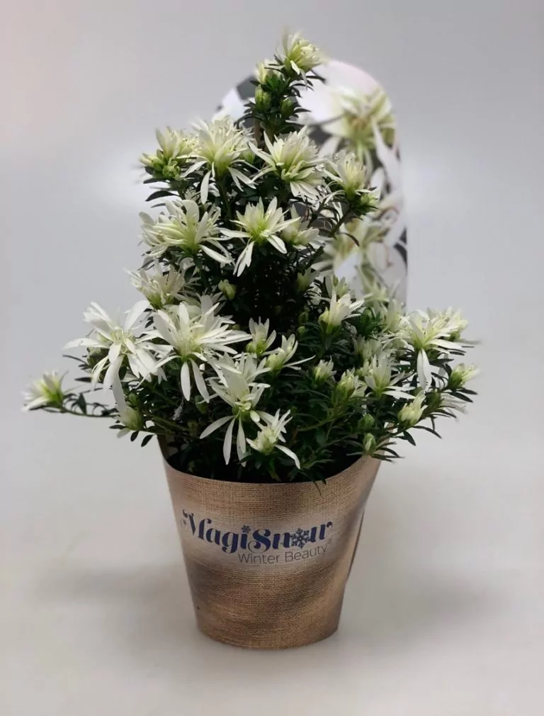 Afbeelding bij artikel: Noviteit Hortinno® Magisnow ‘Winter Beauty’® scoort dubbel op IPM Essen