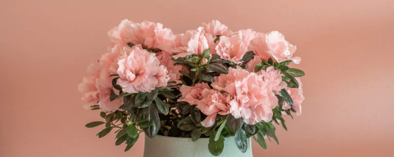 Why choose a bouquet when you can give something to last longer?