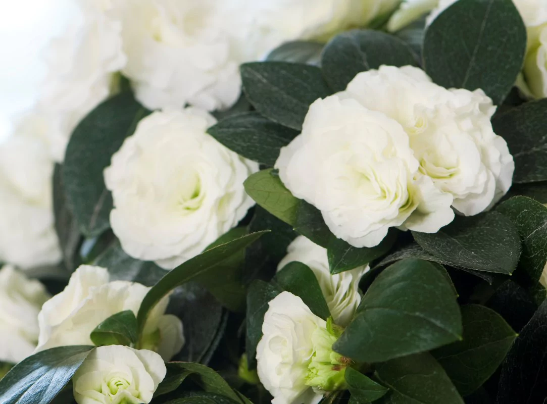 Azalea indica Aiko White