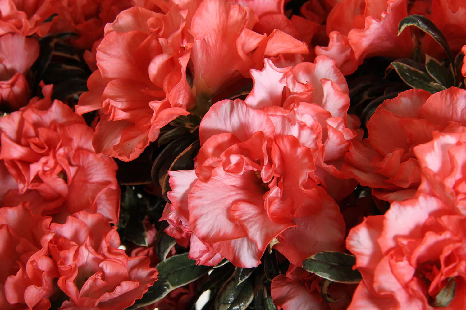 Azalea indica Hortinno Christine Magic