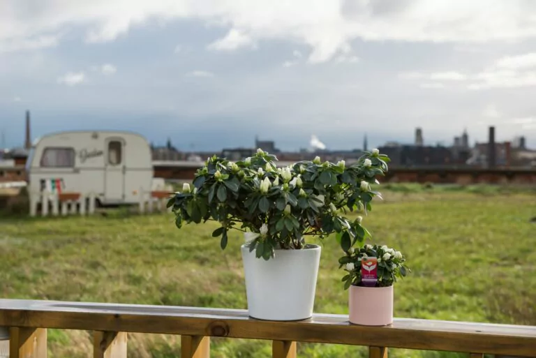 Afbeelding bij artikel: Upcycling | Wat met je Gentse azalea na de bloei