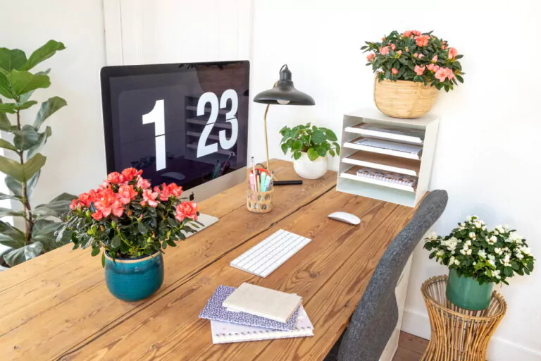 Afbeelding bij artikel: Pimp je bureau met de Gentse azalea