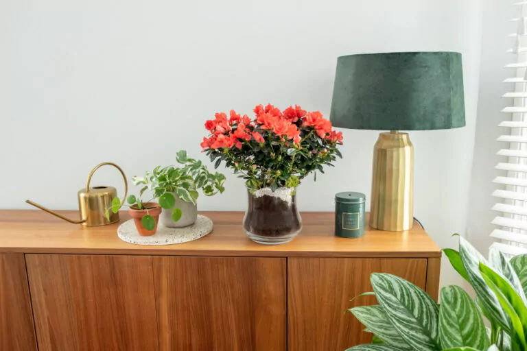 Afbeelding bij artikel: DIY | Geef je Gentse azalea extra cachet