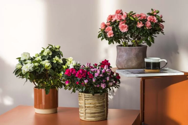 Afbeelding bij artikel: De Gentse azalea in je interieur: tips van florist Tom de Wilde