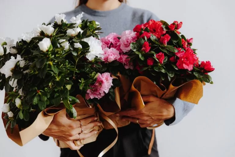 Gentse azalea variëteit